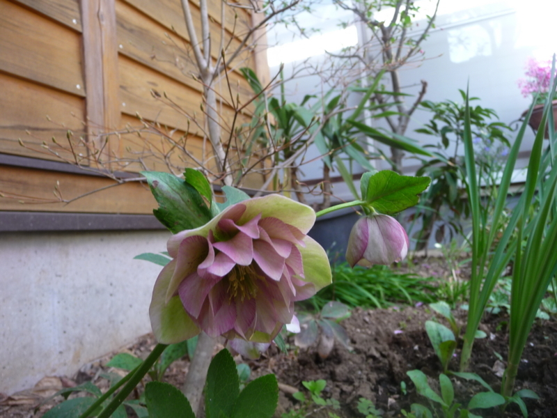 f:id:asuka201011:20180328123207j:image:w360