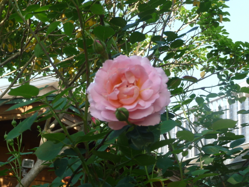 f:id:asuka201011:20180501075008j:image:w360