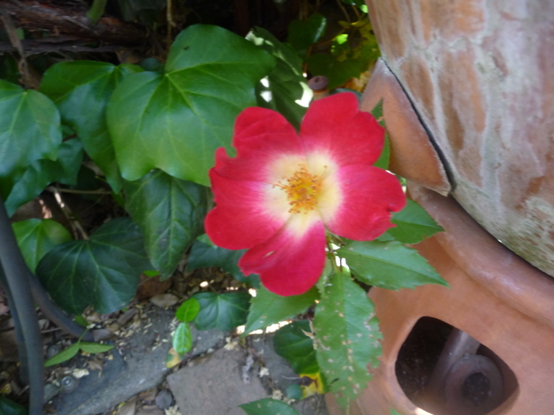 f:id:asuka201011:20180501083536j:image:w360