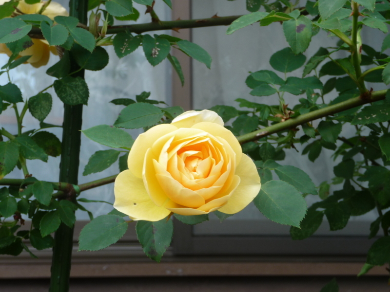 f:id:asuka201011:20180504162641j:image:w360