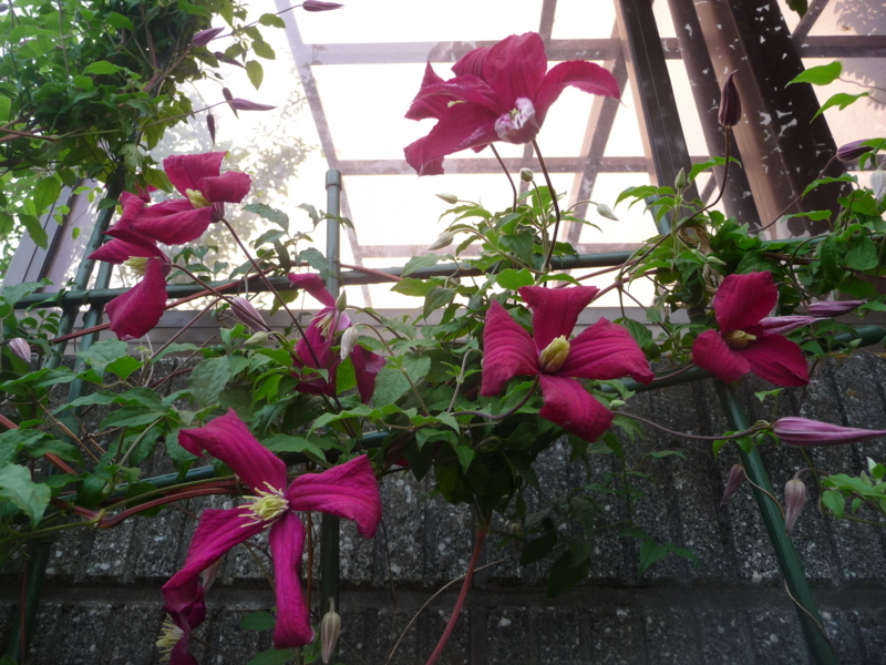 f:id:asuka201011:20180504162747j:image:w360