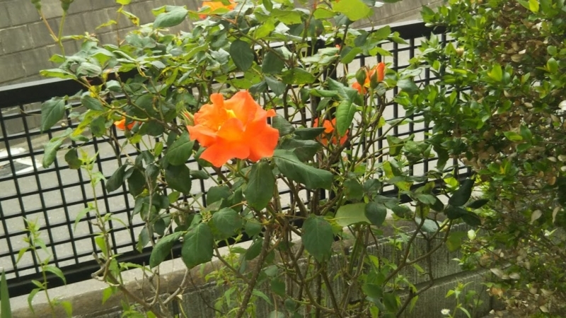 f:id:asuka201011:20180514144653j:image:w360