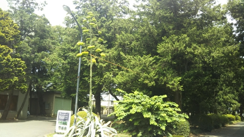 f:id:asuka201011:20180726125228j:image:w360