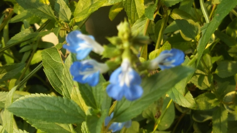 f:id:asuka201011:20180804071341j:image:w360