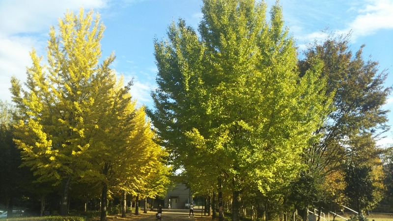 f:id:asuka201011:20181031145209j:image:w360