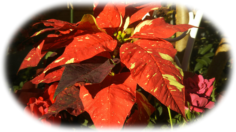 f:id:asuka201011:20181214190351j:image:w360