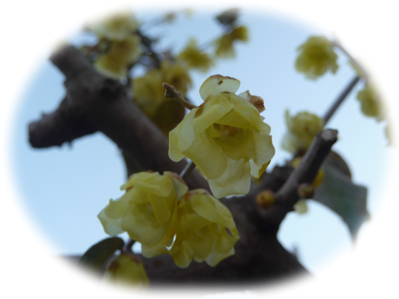 f:id:asuka201011:20190108185705j:image:w360