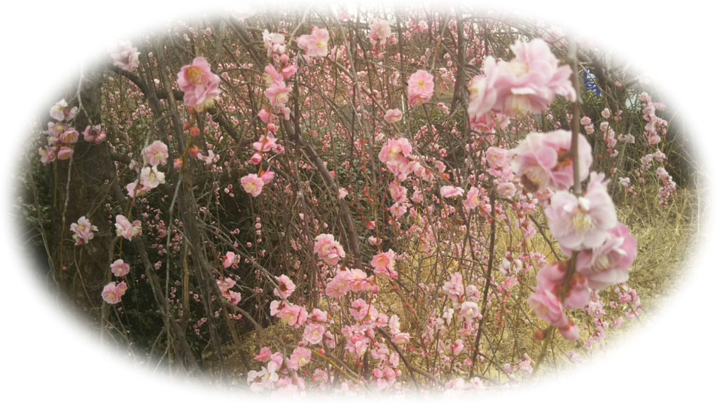 万葉の花 梅 明日荷の庭だより