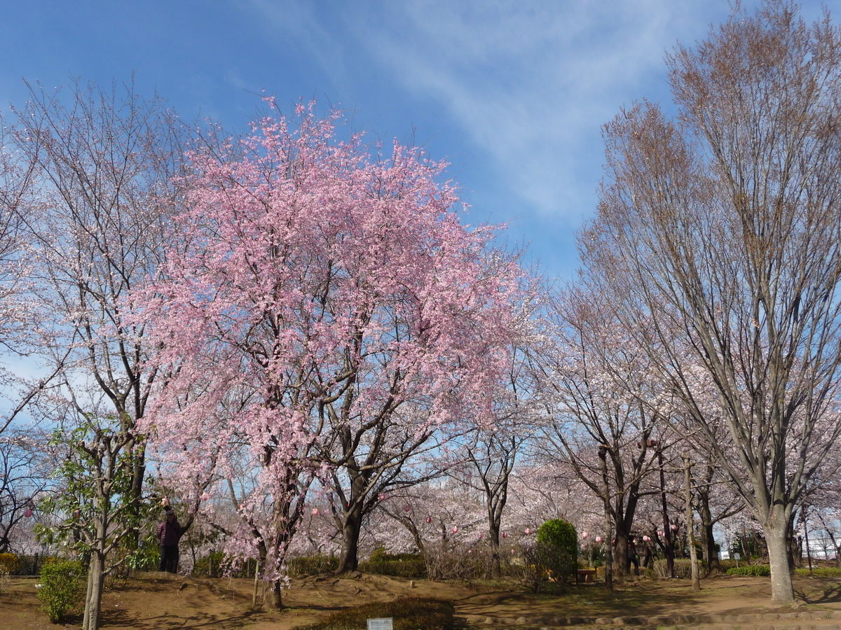 f:id:asuka201011:20190401091831j:plain