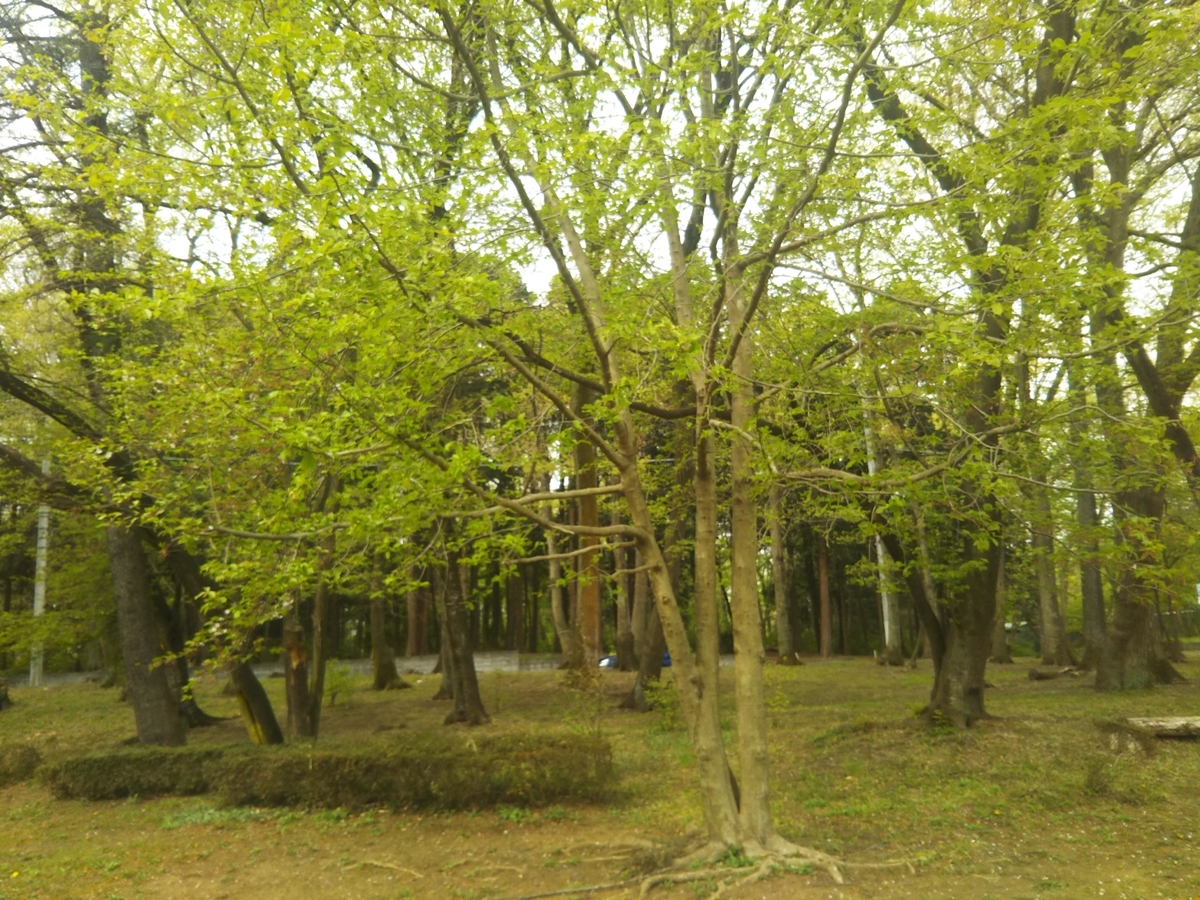 f:id:asuka201011:20190417083113j:plain