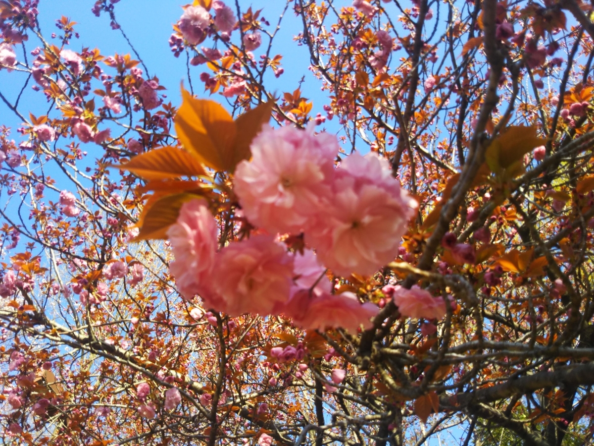 f:id:asuka201011:20190418074534j:plain