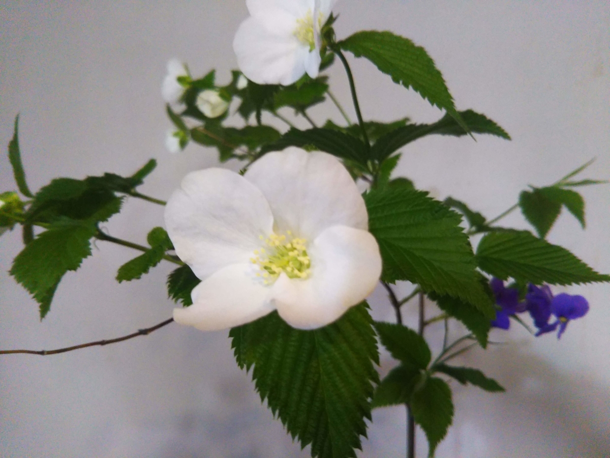 f:id:asuka201011:20190419165021j:plain