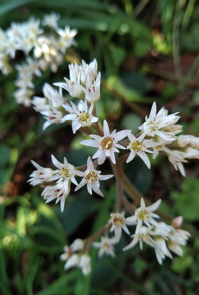 f:id:asuka201011:20200312132901j:plain f:id:asuka201011:20200312132901j:plain