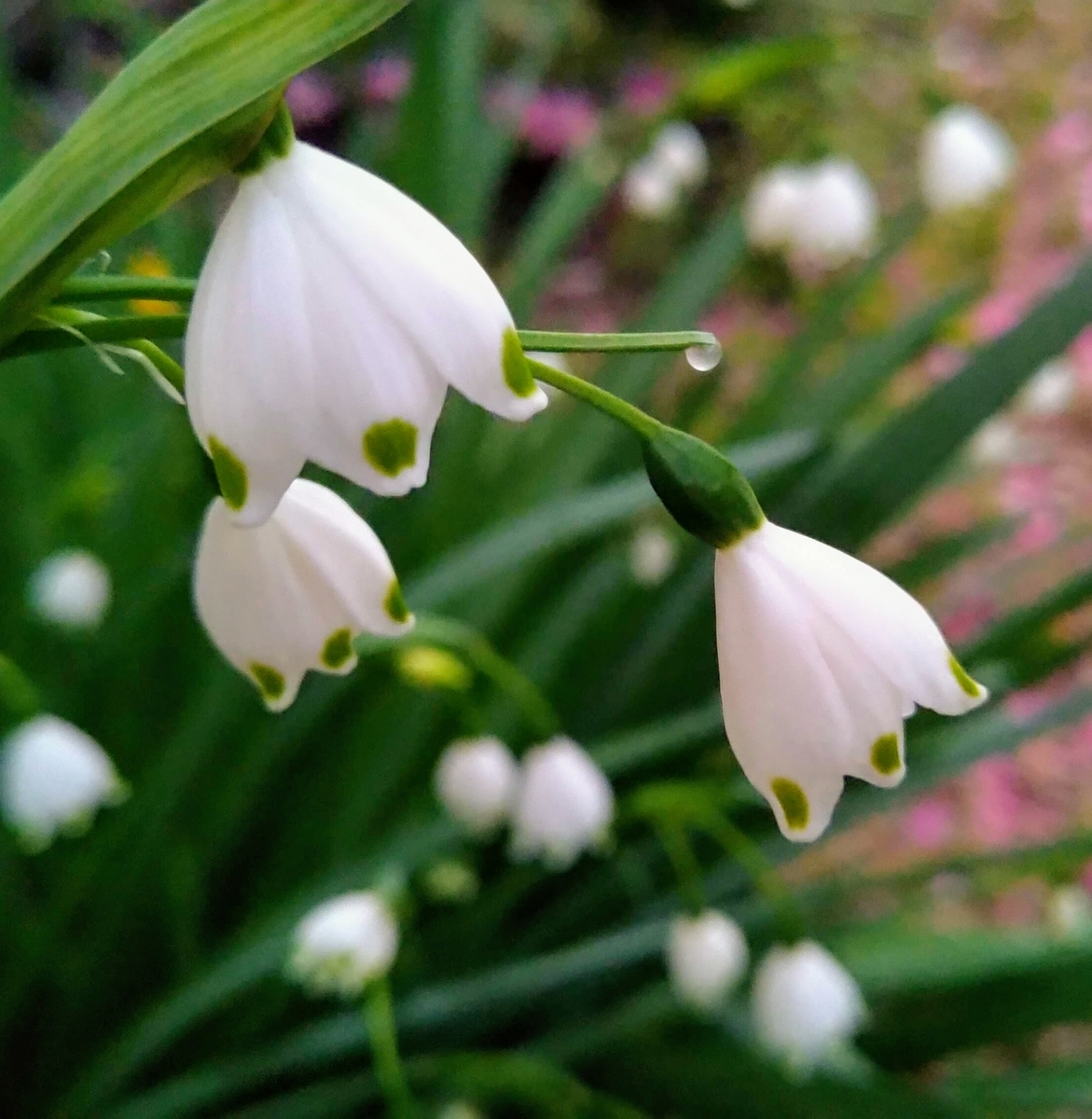 f:id:asuka201011:20200327174543j:plain f:id:asuka201011:20200327174543j:plain