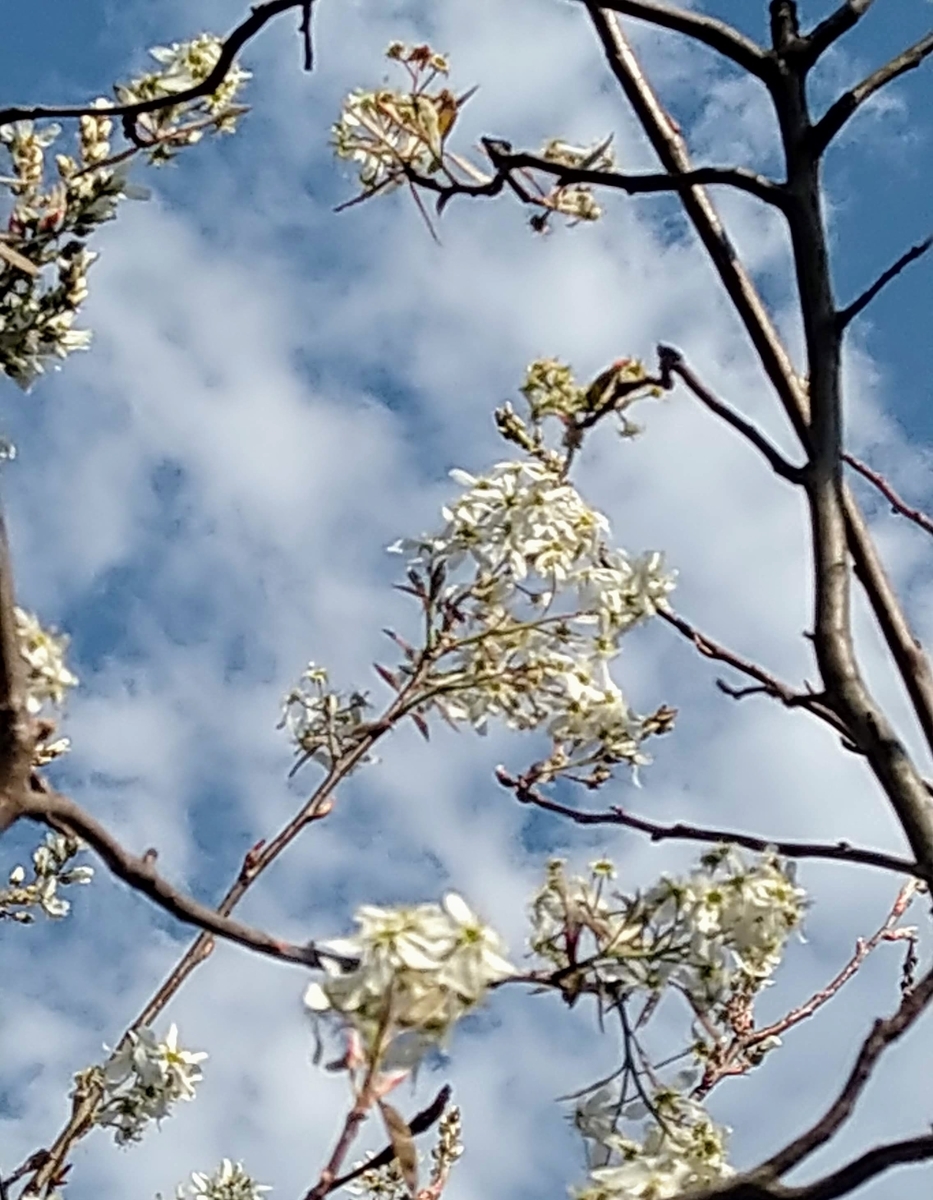 f:id:asuka201011:20200405154304j:plain f:id:asuka201011:20200405154304j:plain