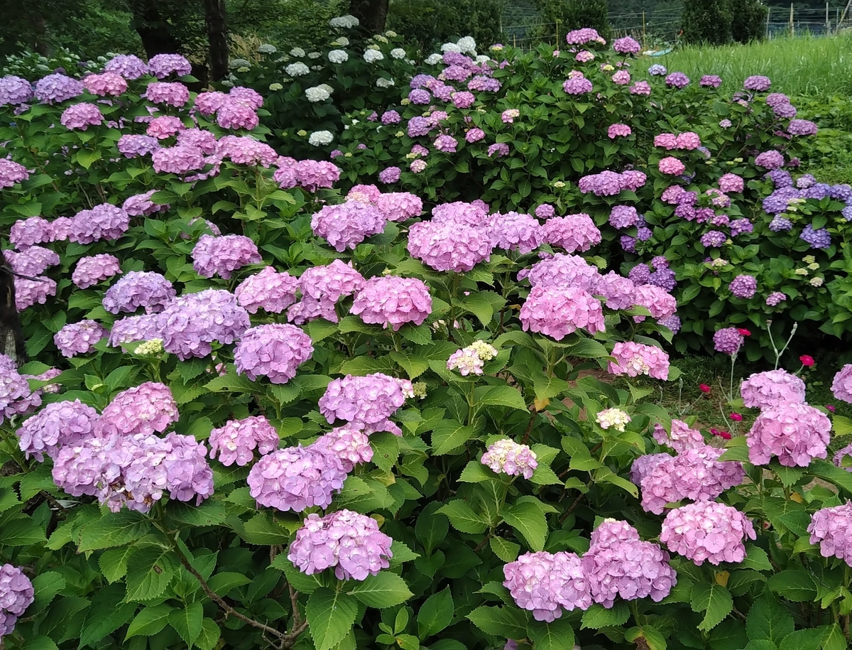 f:id:asuka201011:20200618100324j:plain