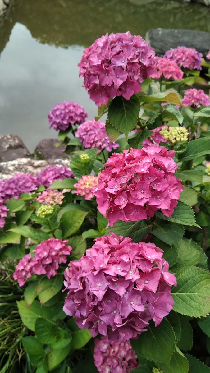 f:id:asuka201011:20200618102113j:plain