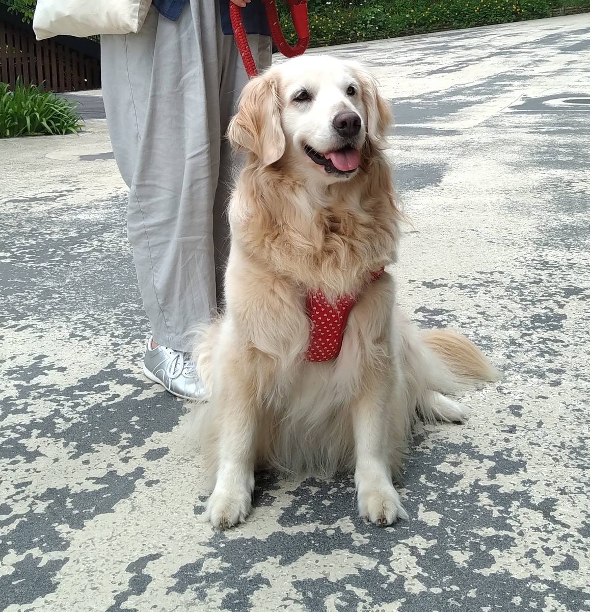 f:id:asuka201011:20200618150700j:plain