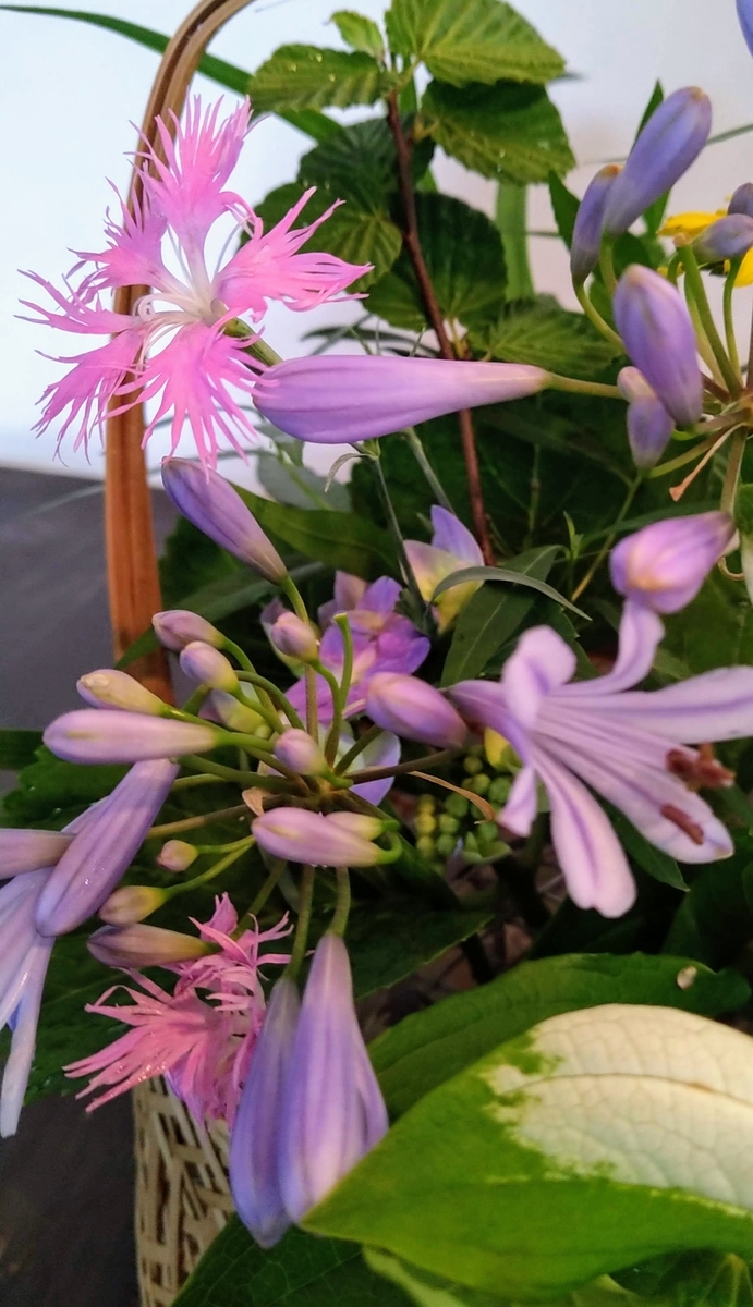 f:id:asuka201011:20200620072007j:plain