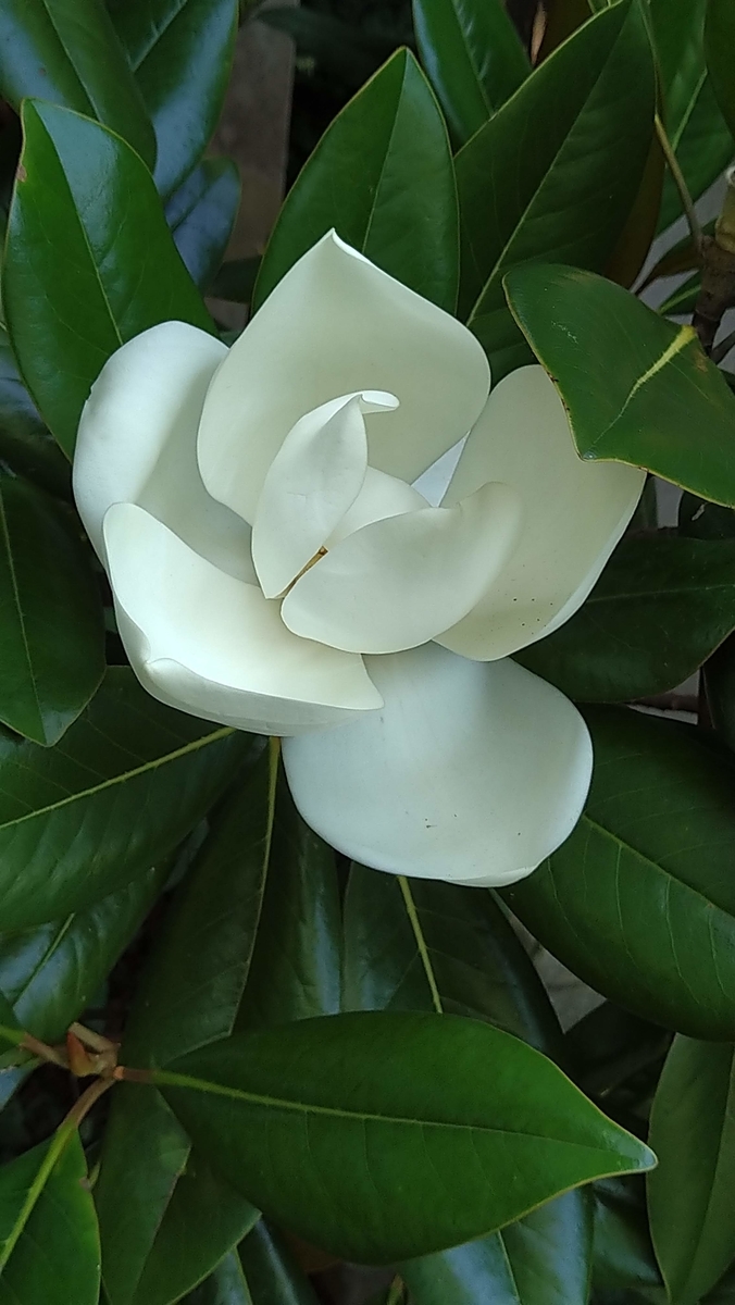 f:id:asuka201011:20200702145409j:plain f:id:asuka201011:20200702145409j:plain