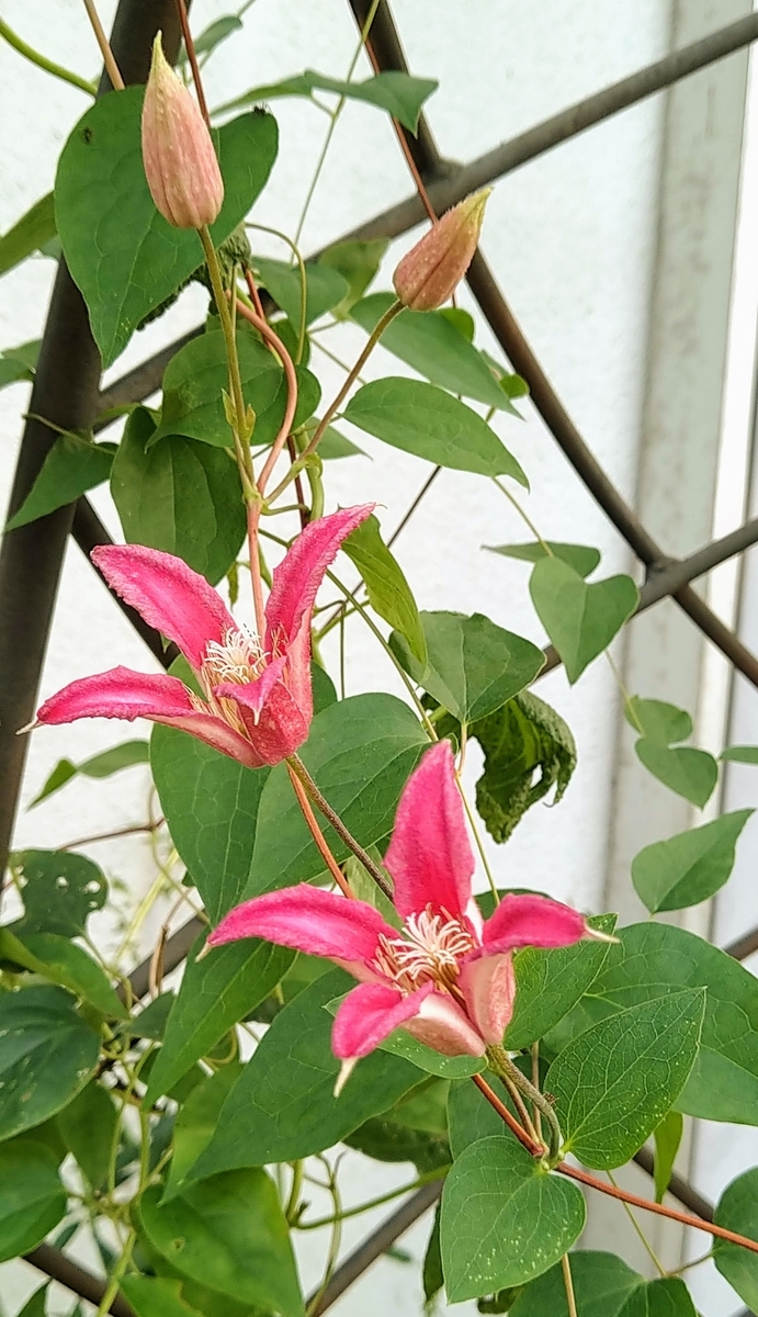 f:id:asuka201011:20200810072329j:plain