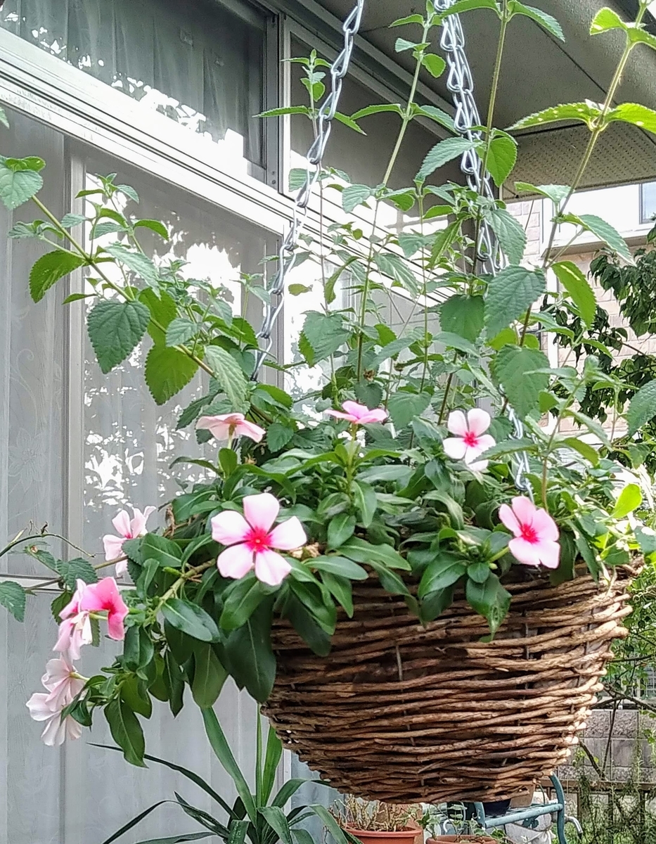 f:id:asuka201011:20200810072358j:plain