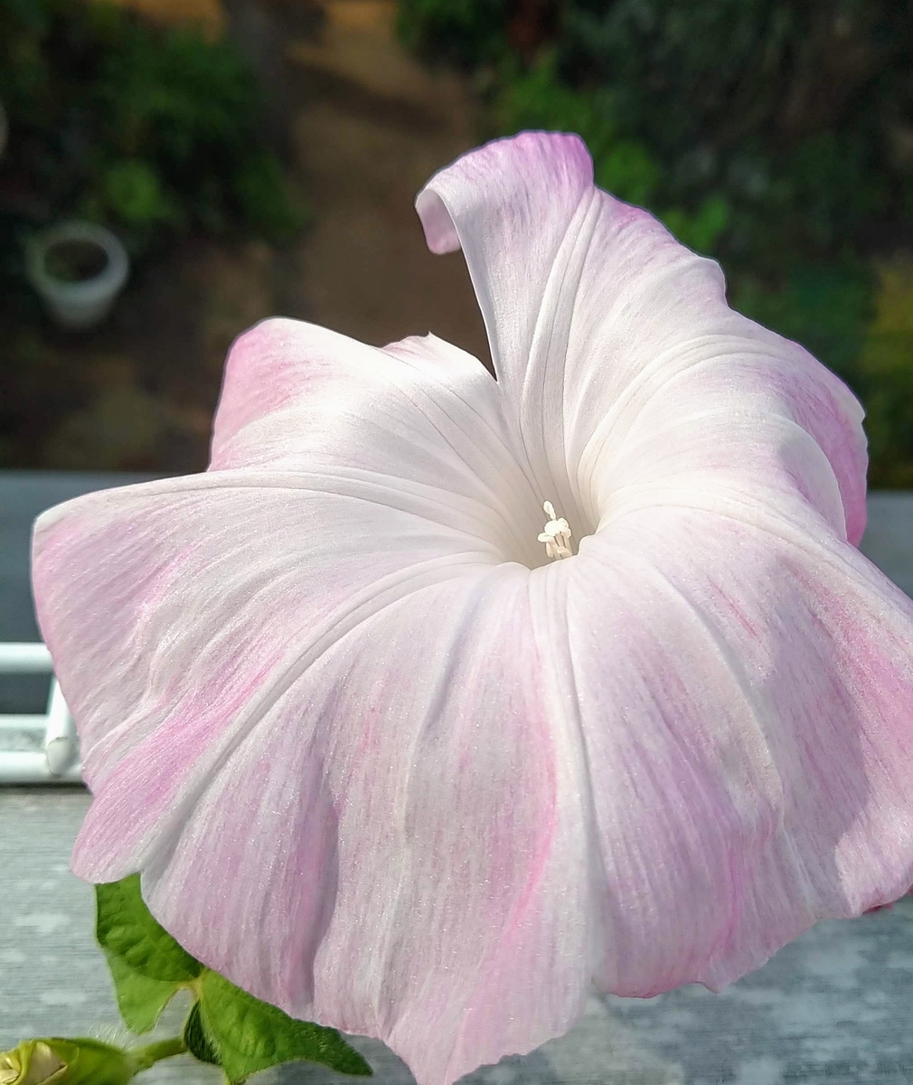 f:id:asuka201011:20200810074740j:plain