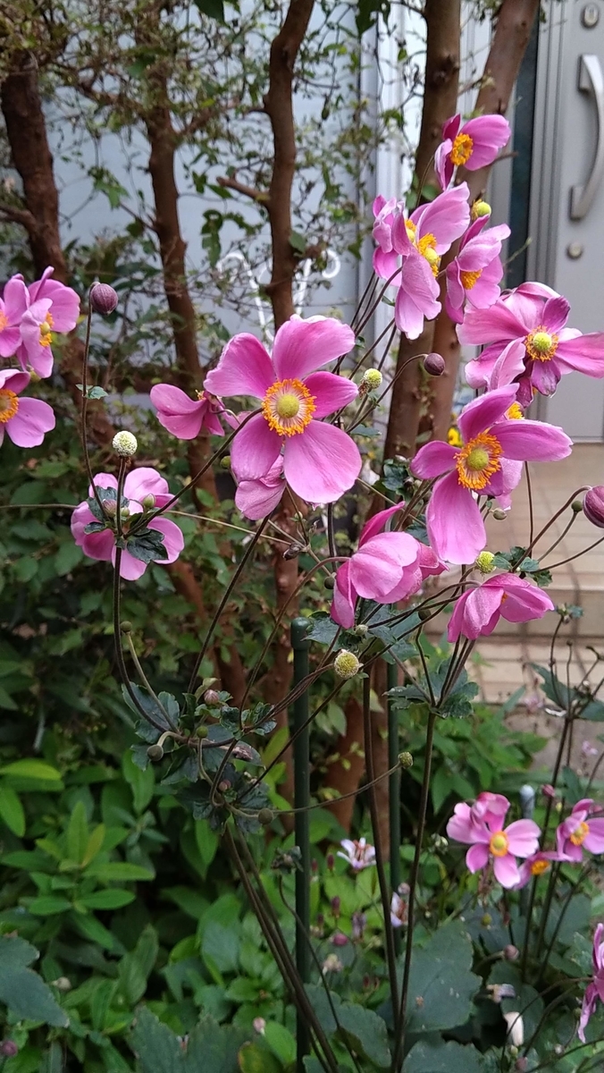 f:id:asuka201011:20201014064937j:plain