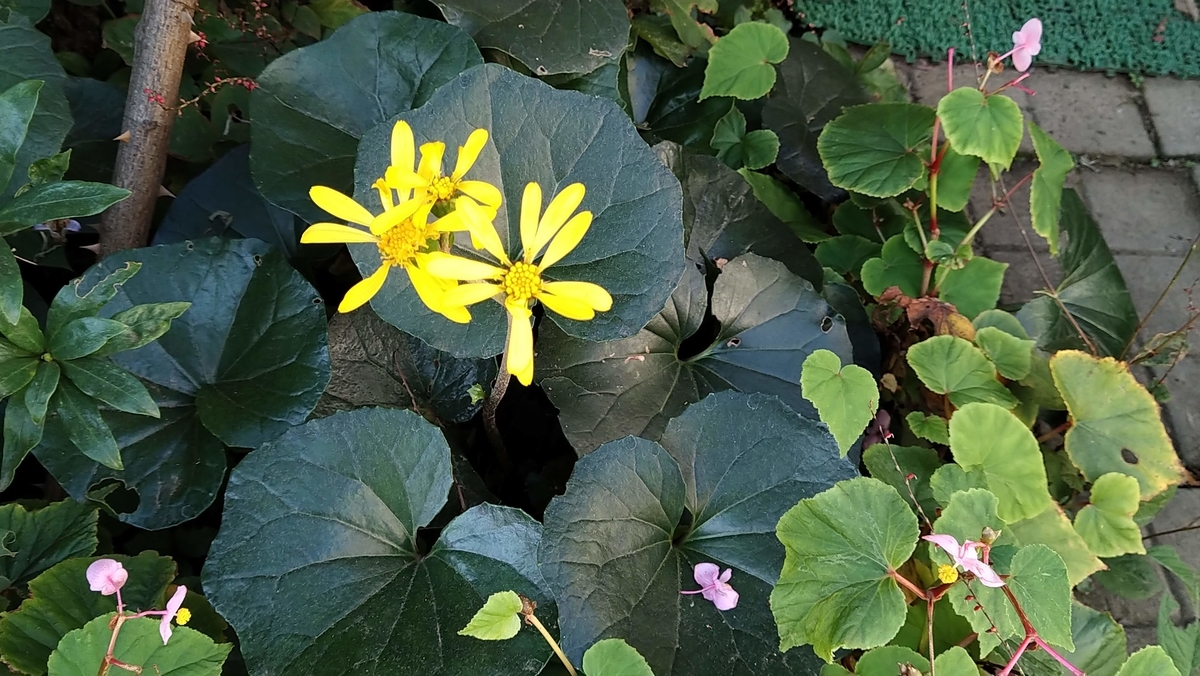 f:id:asuka201011:20201111102058j:plain