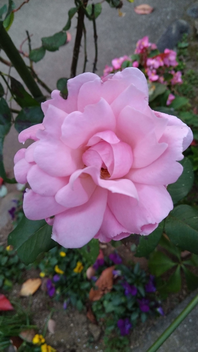 f:id:asuka201011:20201120161401j:plain