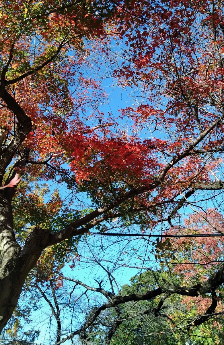 f:id:asuka201011:20201121131003j:plain