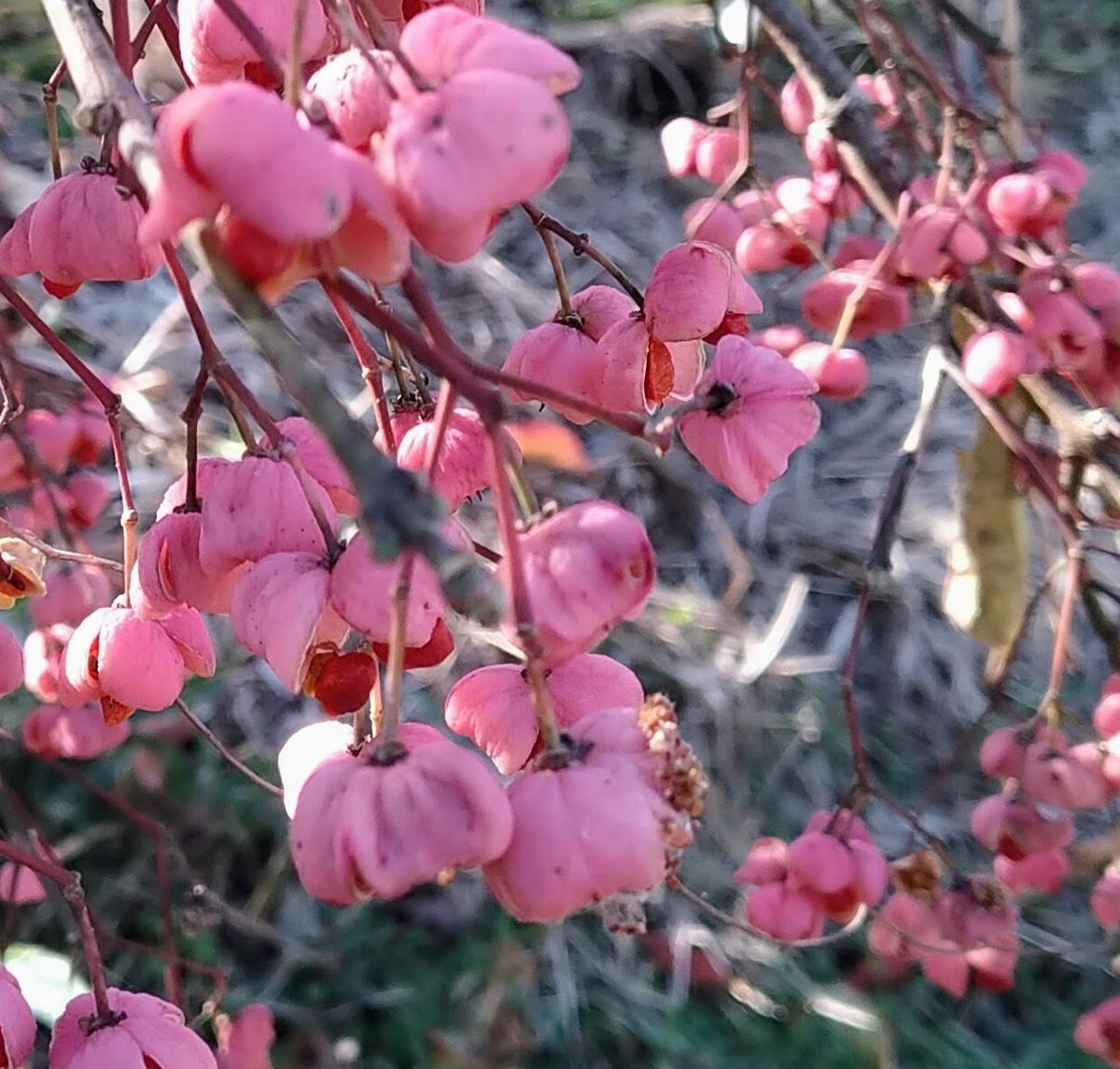 f:id:asuka201011:20201122112000j:plain