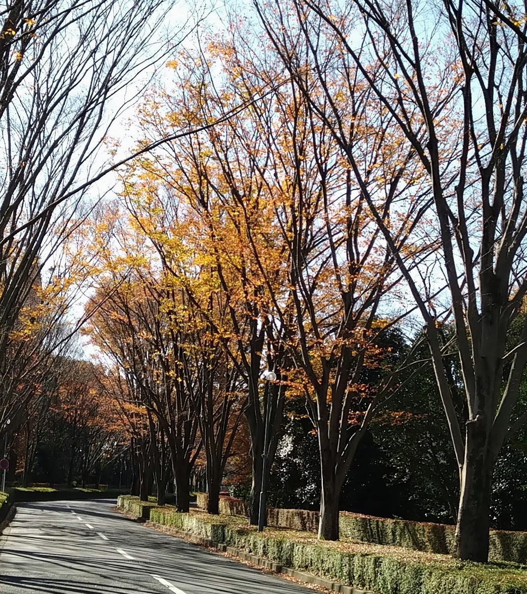 f:id:asuka201011:20201122112101j:plain