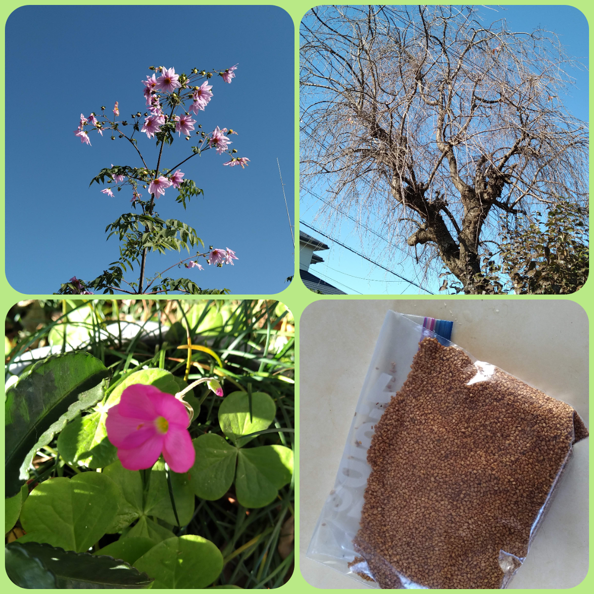 f:id:asuka201011:20201123171603j:plain