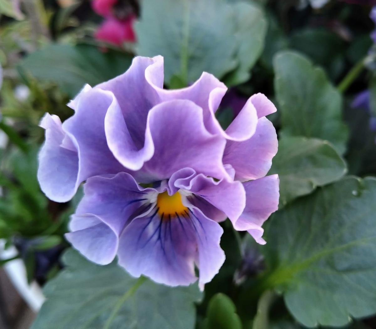 f:id:asuka201011:20201204112548j:plain