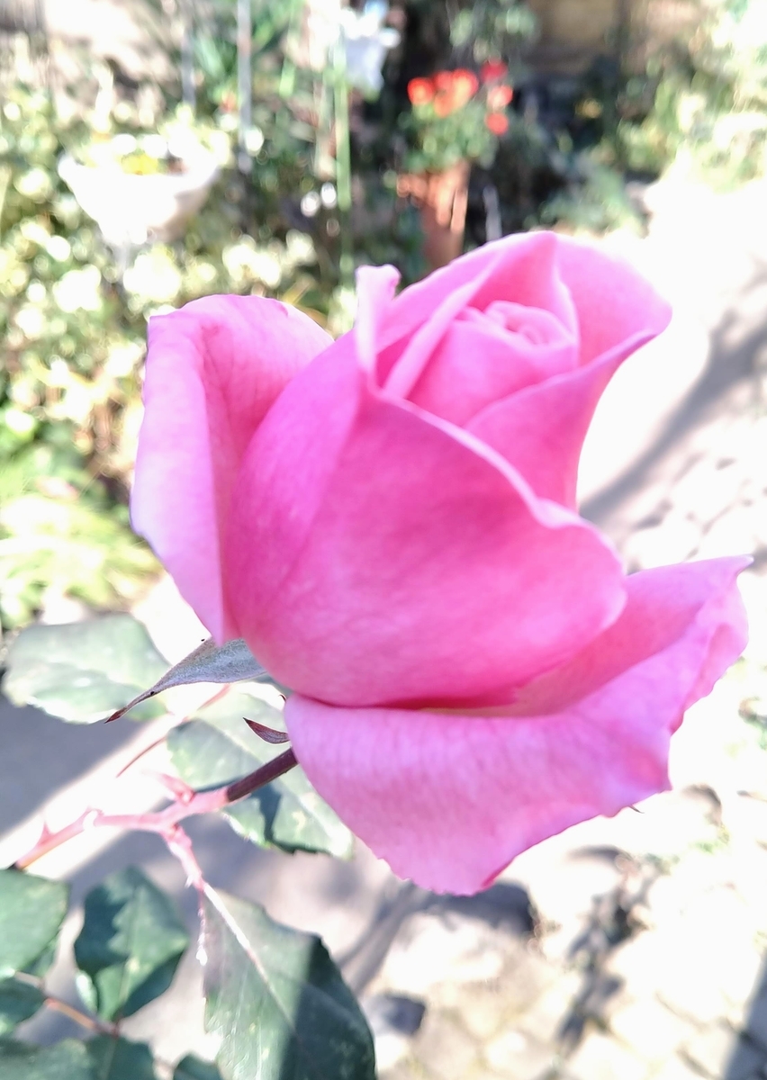 f:id:asuka201011:20201222090634j:plain