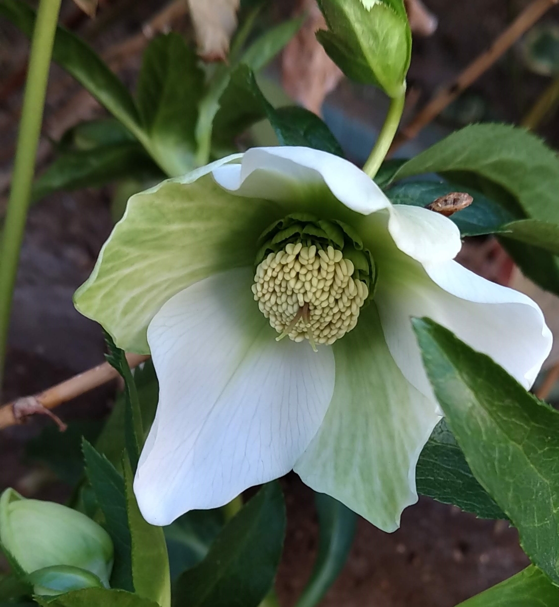 f:id:asuka201011:20210205132145j:plain