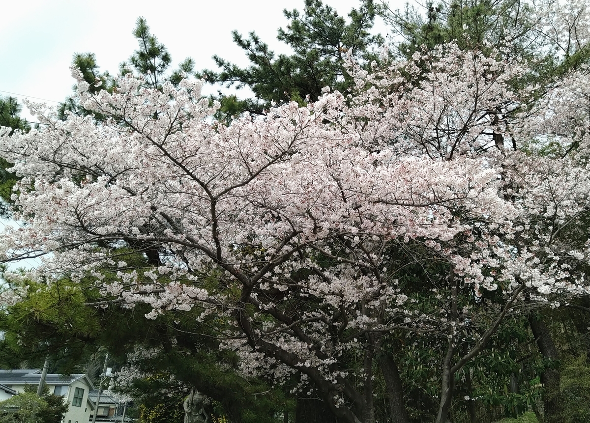 f:id:asuka201011:20220407115832j:plain
