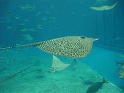 f:id:asukatan:20060225165755j:image f:id:asukatan:20060225165755j:image