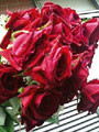 f:id:asukatan:20070315225439j:image