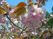 f:id:asukatan:20070430123418j:image