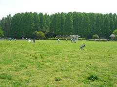 f:id:asukatan:20070505123343j:image