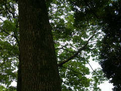 f:id:asukatan:20070505152956j:image