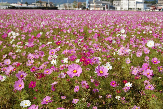 f:id:asukay:20091204223345j:image f:id:asukay:20091204223345j:image