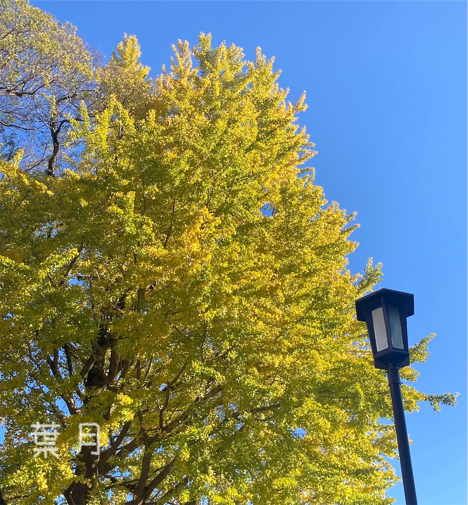 f:id:asukaze827:20241122193316j:image