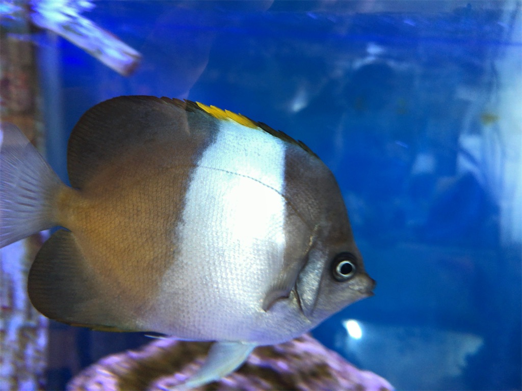 f:id:asumizu:20200506102557j:image f:id:asumizu:20200506102557j:image