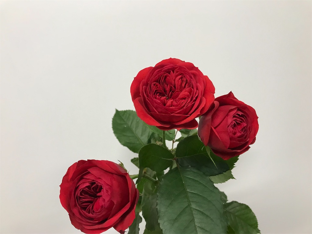 咲いてない花を無理矢理咲かせる裏技 ちょっと変わった開花調整 はなめも 花屋のメモ帳