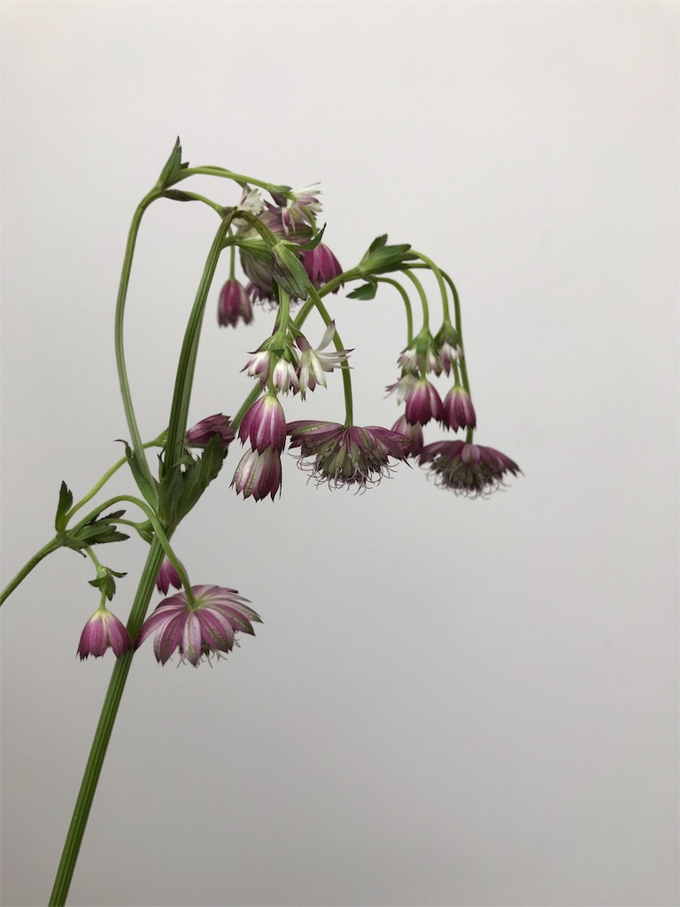 アストランチャのドライフラワー はなめも 花屋のメモ帳