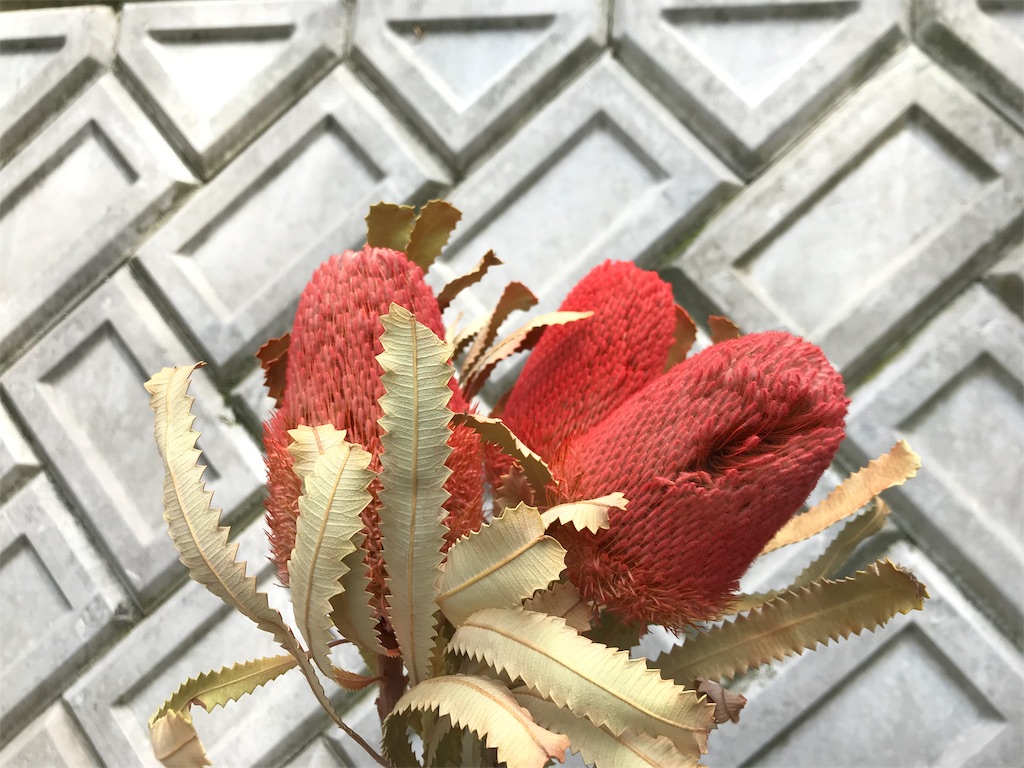 バンクシアを染めてみるぞ はなめも 花屋のメモ帳