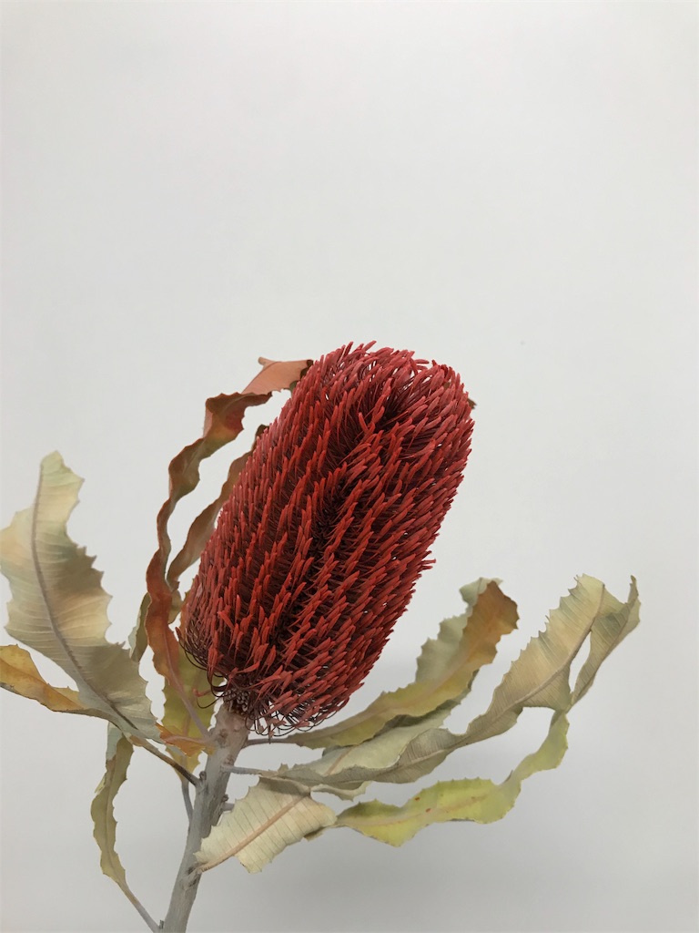 バンクシアを染めてみるぞ はなめも 花屋のメモ帳